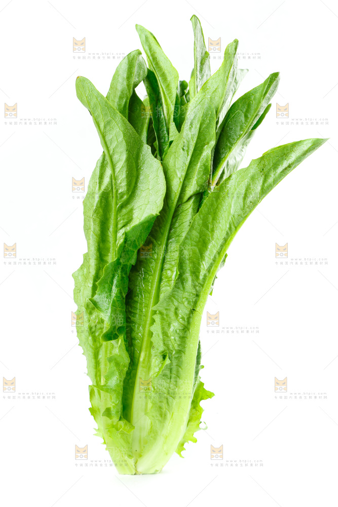 白底上放着油麦菜