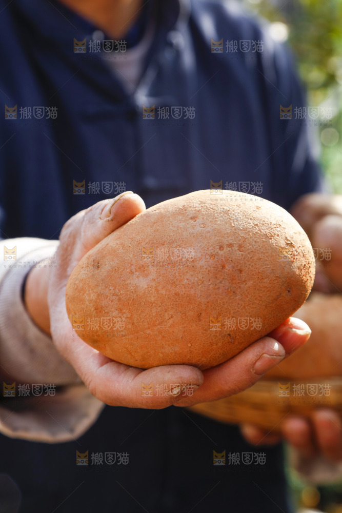 手里拿着彩色土豆