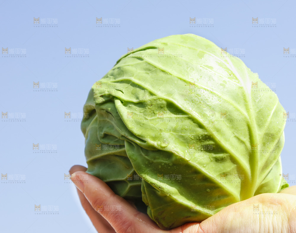 手里拿着包心菜