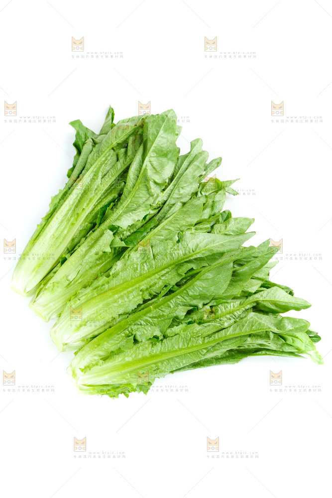 白底上放着油麦菜