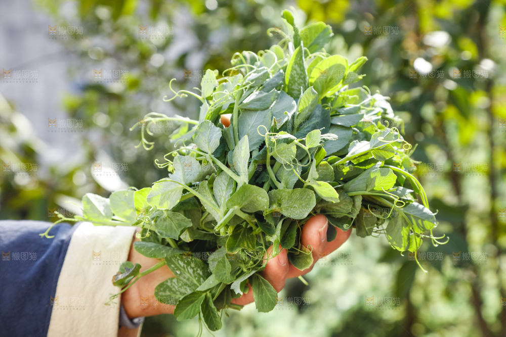 手里拿着豌豆苗