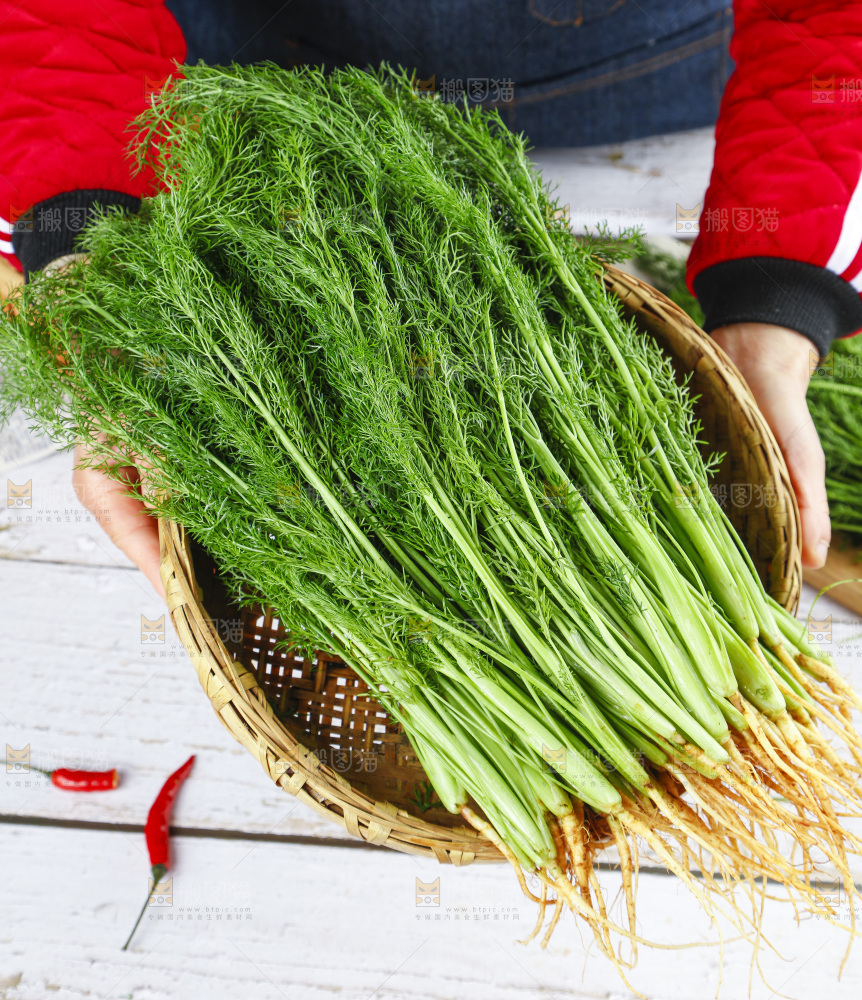 篮子里装着新鲜茴香菜