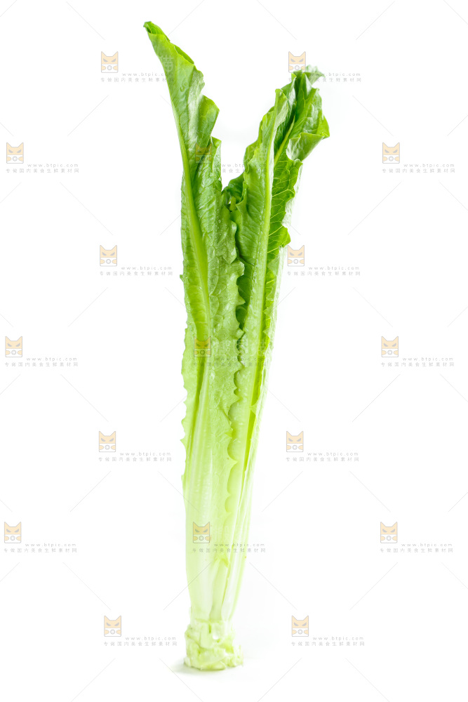 白底上放着油麦菜