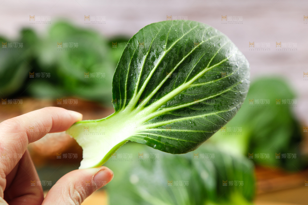 手里拿着新鲜青菜