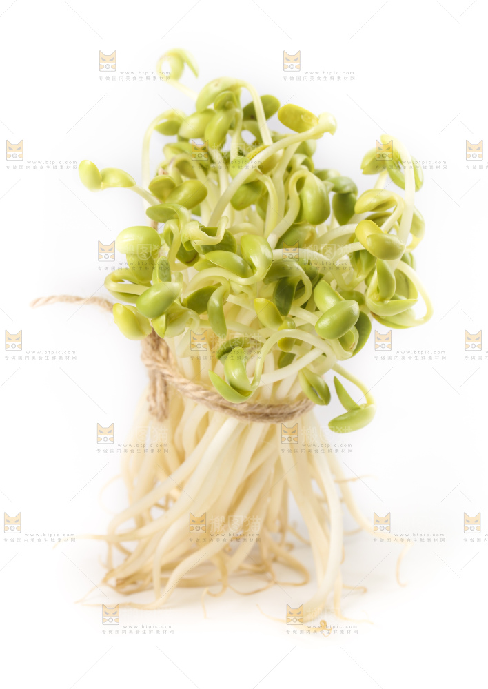 白底上的豆芽