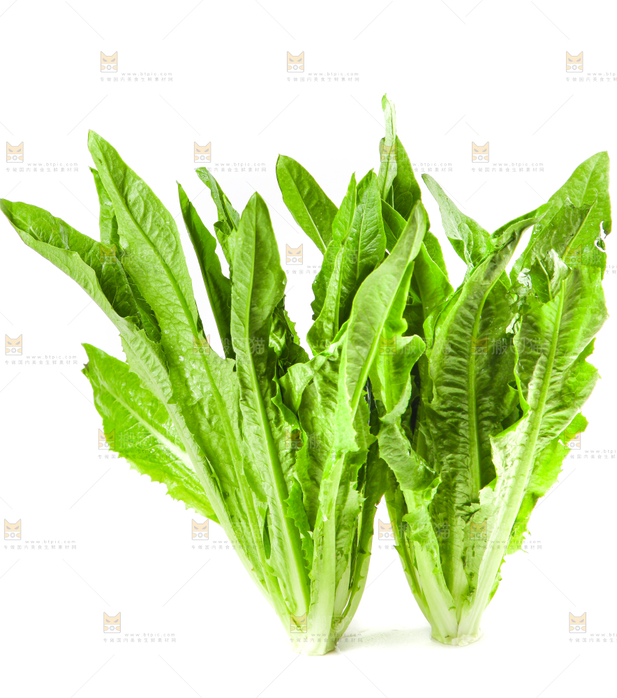 白底上的香麦菜