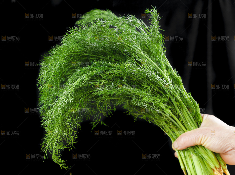 手里拿着小茴香