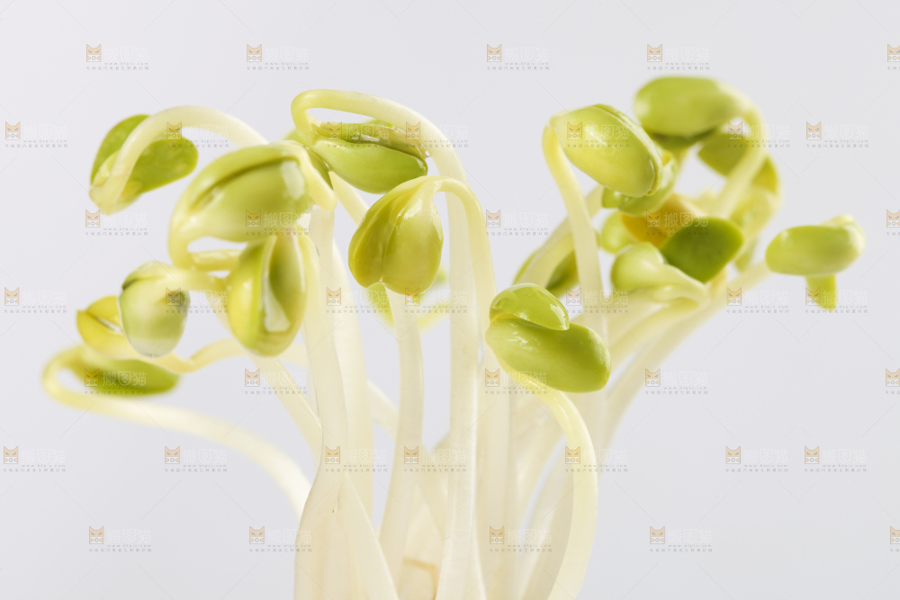 瓶子里放着黄豆芽