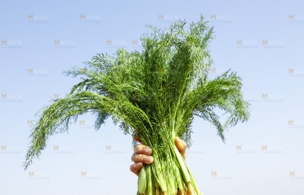 手里拿着小茴香