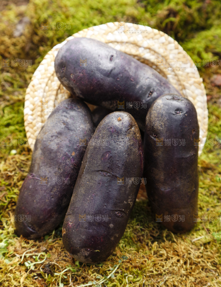 土地上的黑皮紫心土豆
