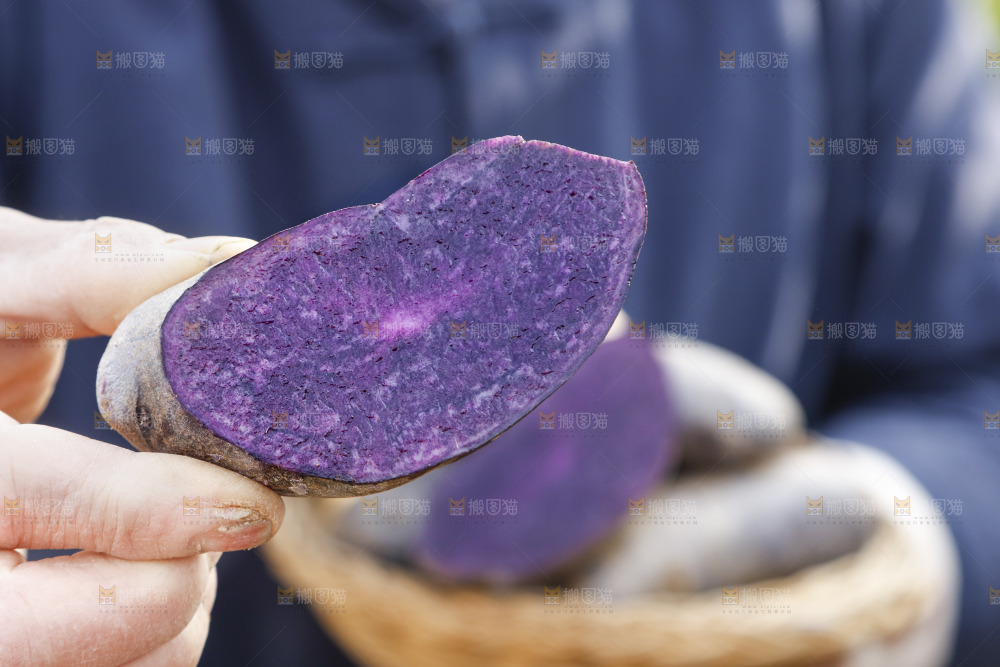 手里拿着农家紫土豆