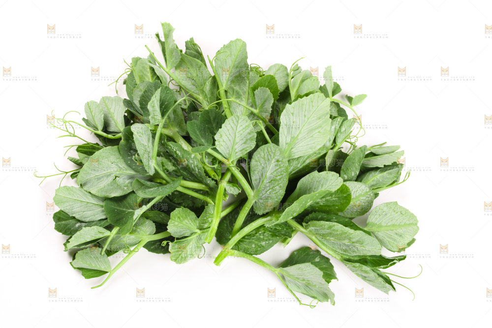 白底上摆放着新鲜豌豆苗