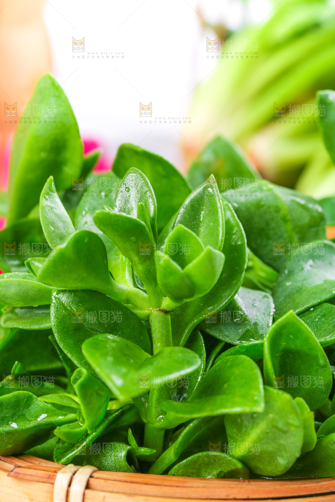 木板上摆放着田七草