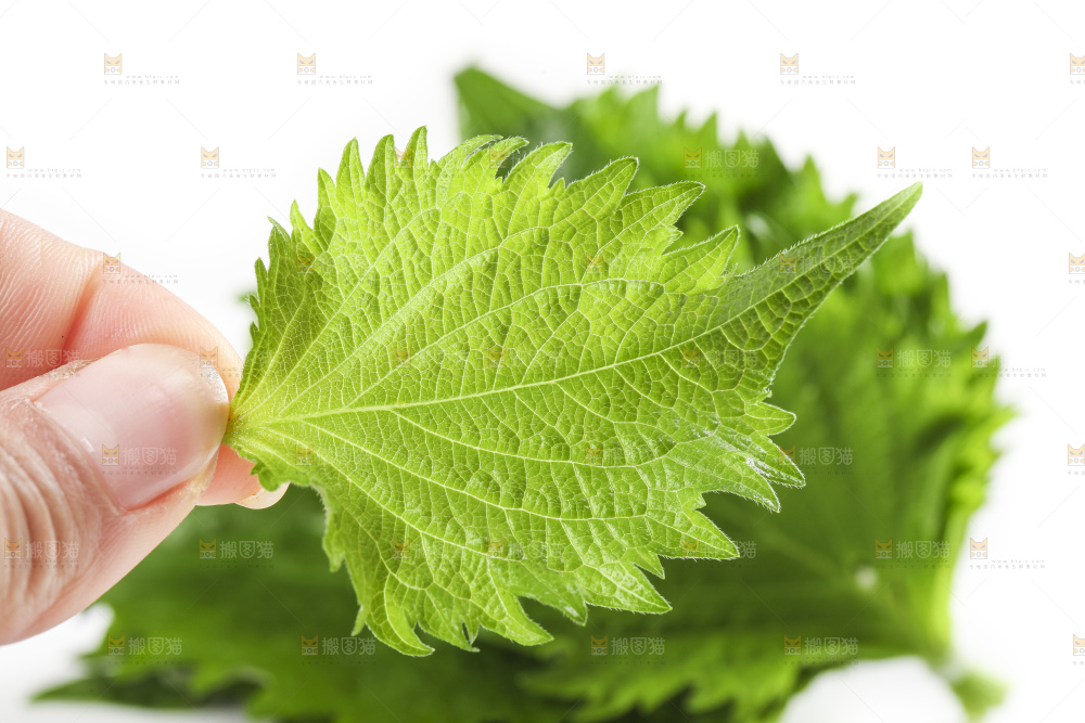 手拿紫苏叶
