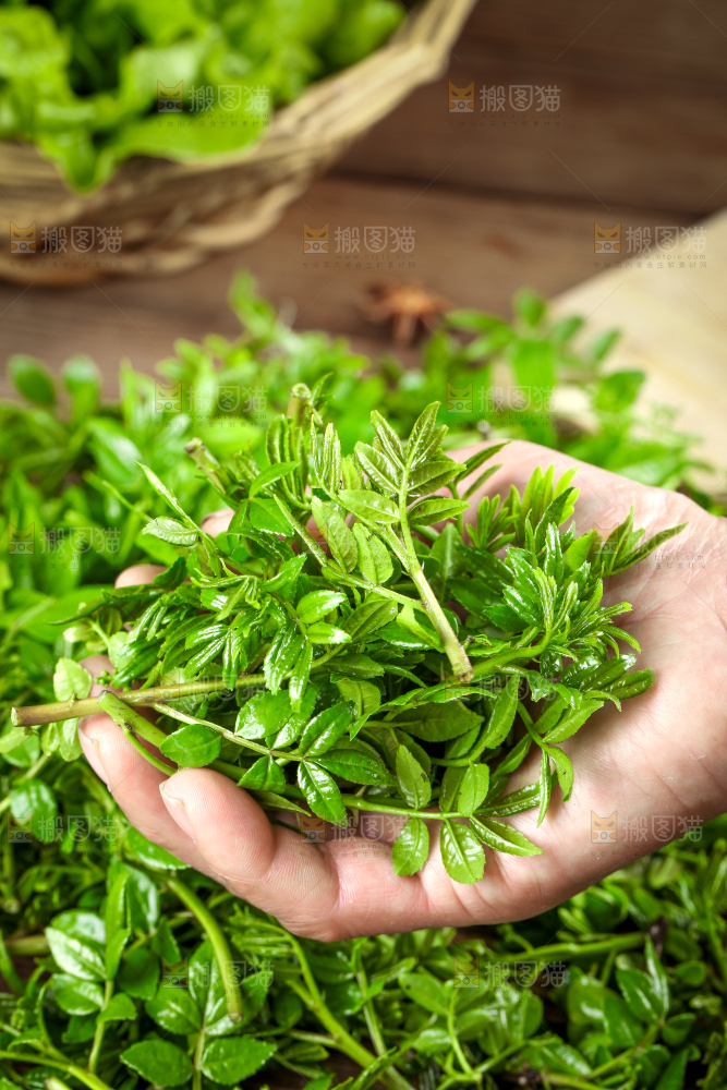 手拿新鲜花椒芽