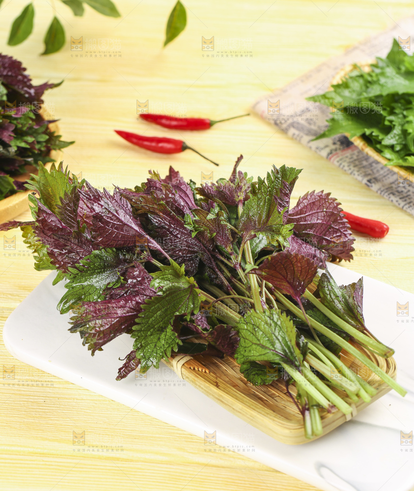 石板上的新鲜苏叶