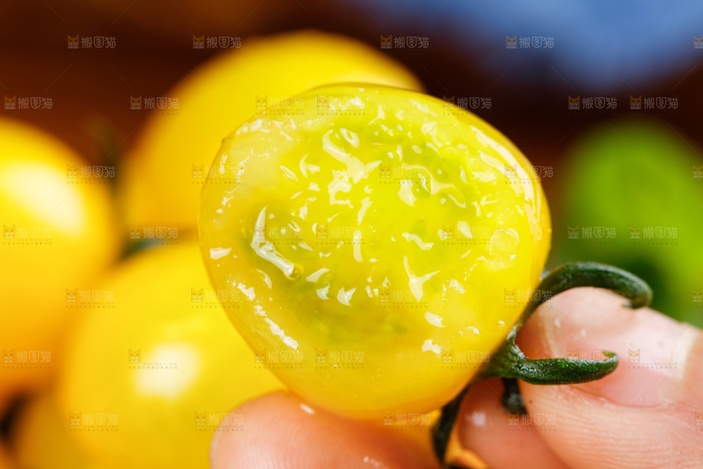 手拿着黄金小番茄