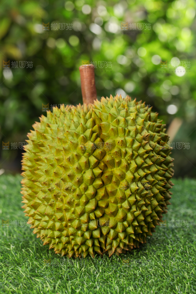 草地上的泰国甲仑榴莲
