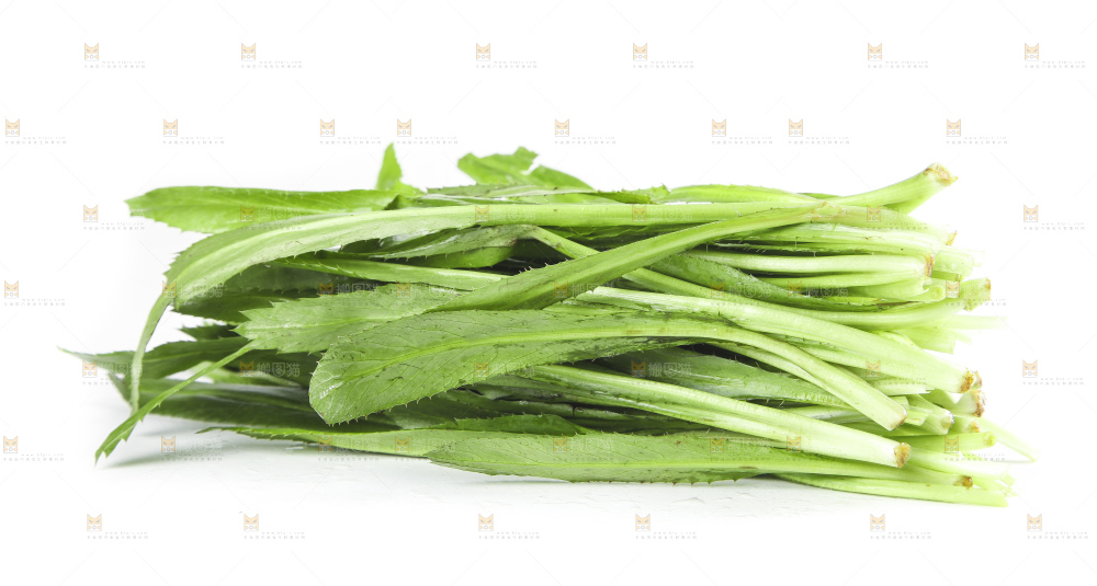 白底上的云南新鲜大香菜