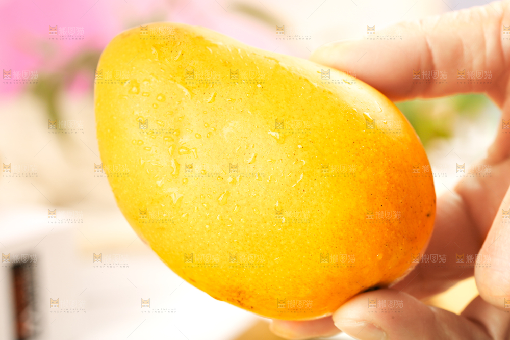 手拿小台芒