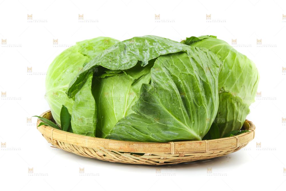 一筐新鲜包心菜放在白底上