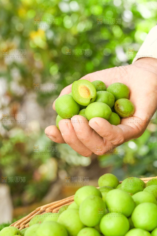 手拿新鲜青梅果
