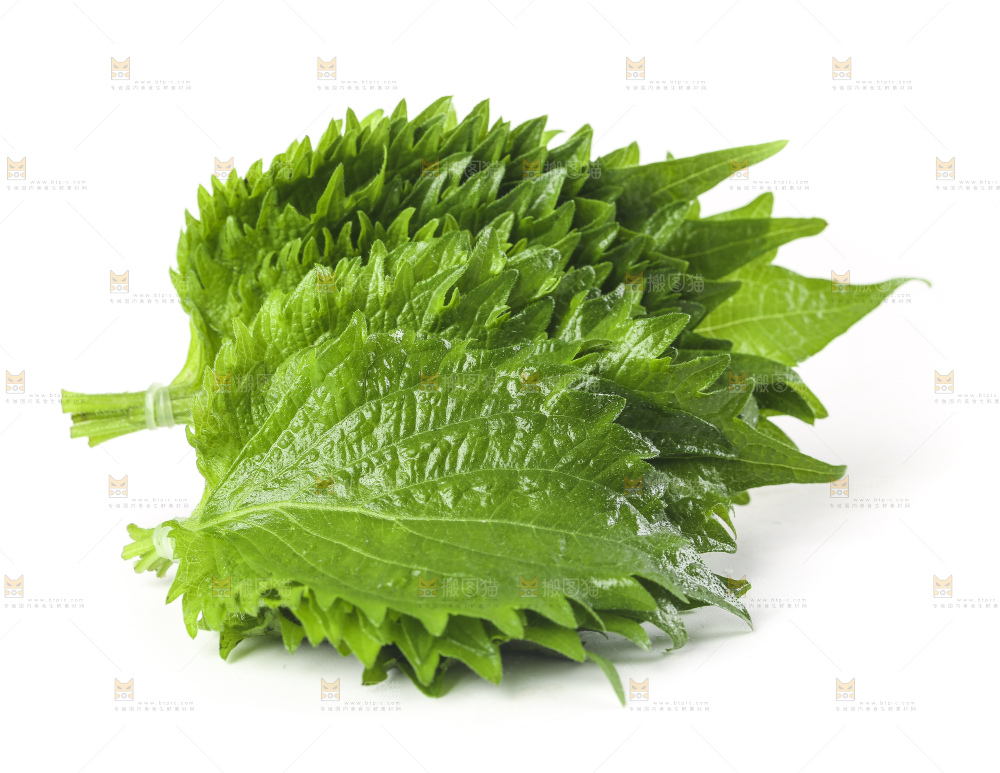 白底上的紫苏叶