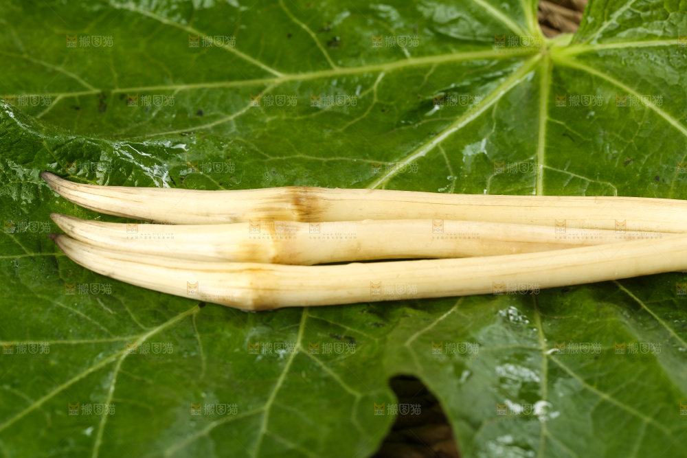 荷叶上放着洪湖藕带