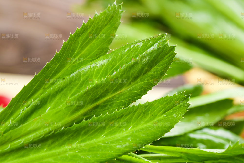 浅底上的云南大香菜
