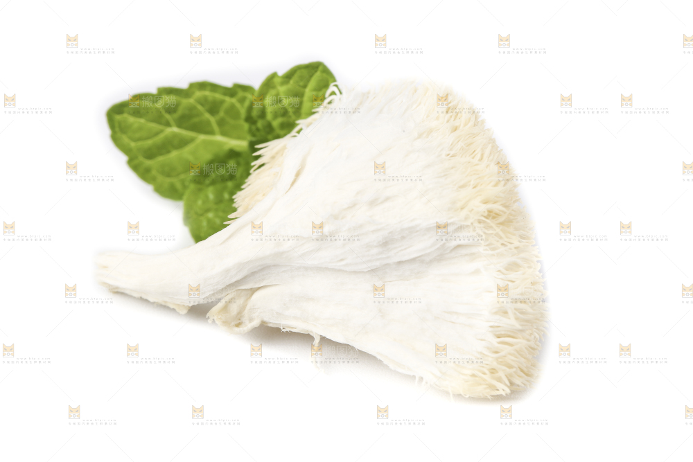 白底上的长白山猴头菇