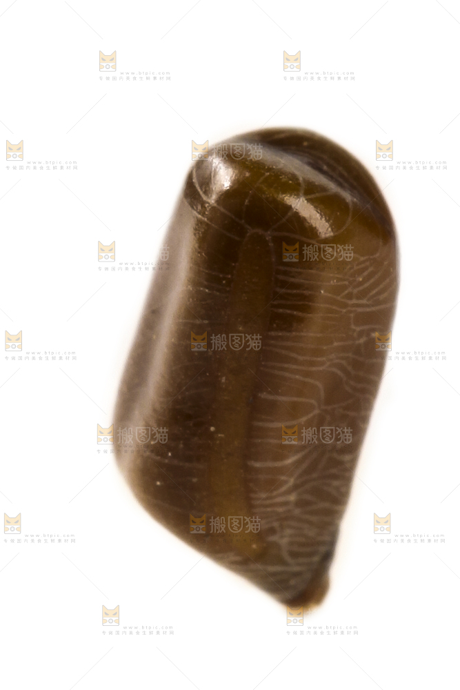 白底上的决明子