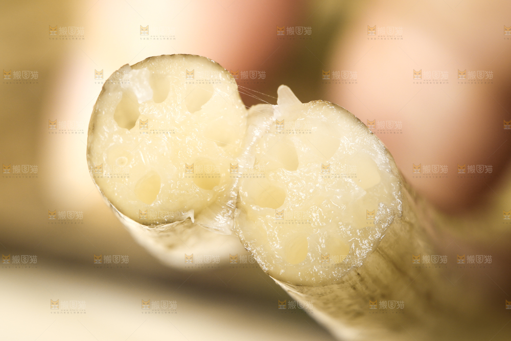 手里拿着藕苗
