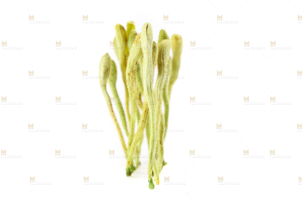 白底上的金银花