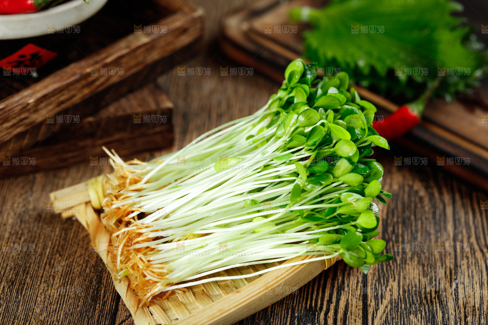 木底上放着新鲜的香椿芽苗