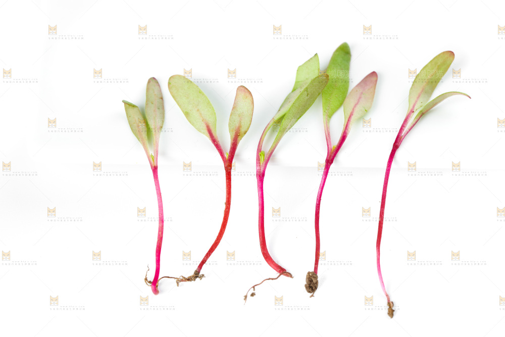 白底上的甜菜苗