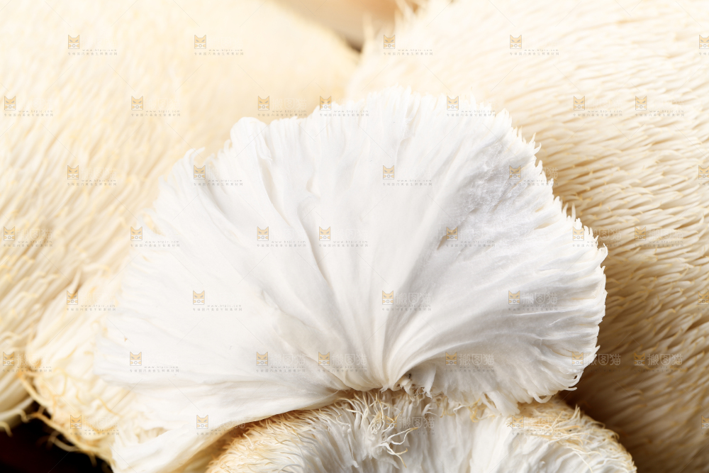 木板上放着长白山猴头菇