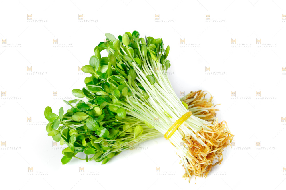 白底上的香椿苗