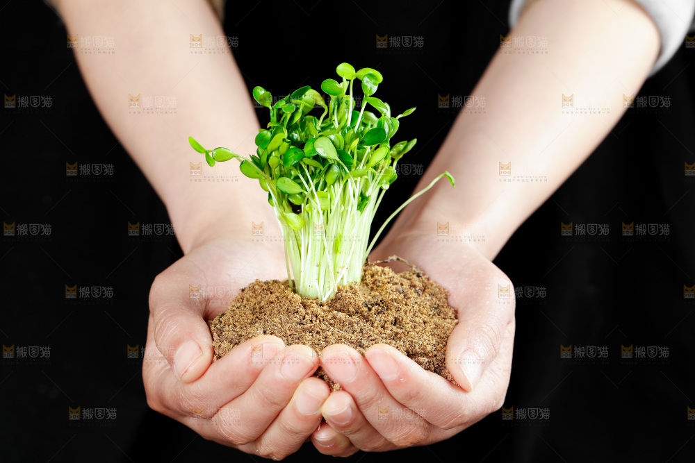 手拿香椿芽