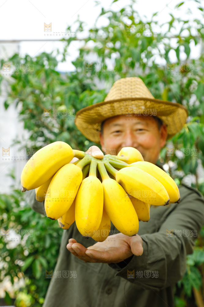 手拿一把新鲜的苹果蕉