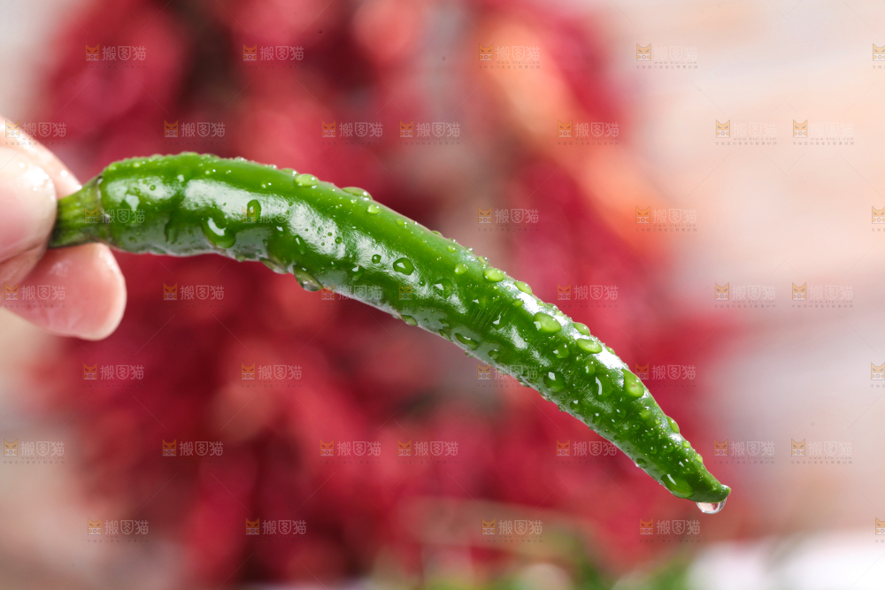 手拿新鲜青辣椒