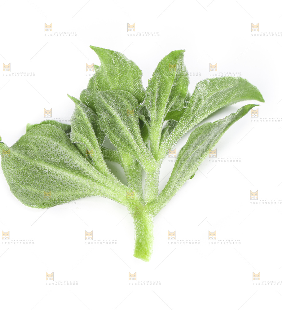 白底上的冰草