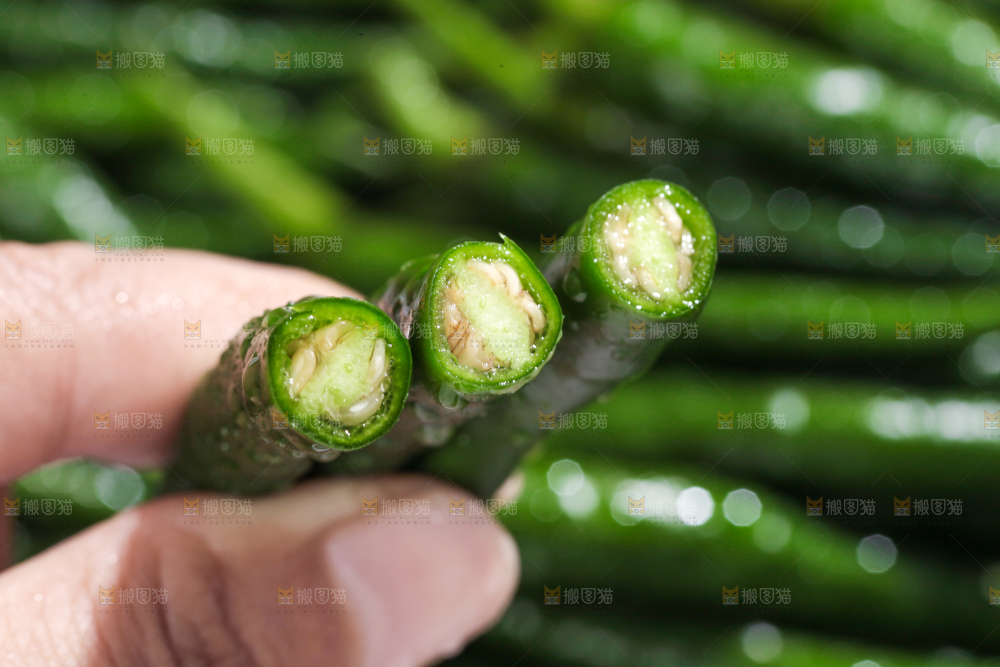 手拿新鲜青辣椒
