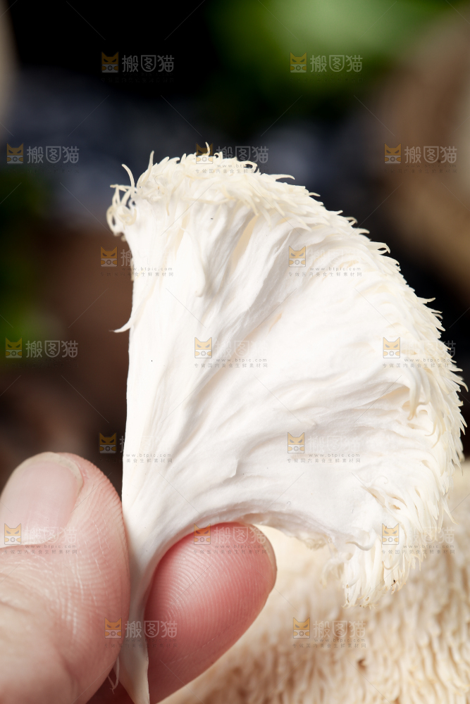 手里拿着新鲜猴头菇