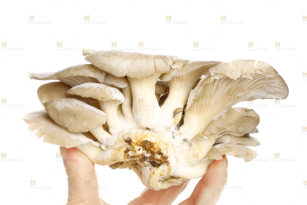 手拿新鲜平菇