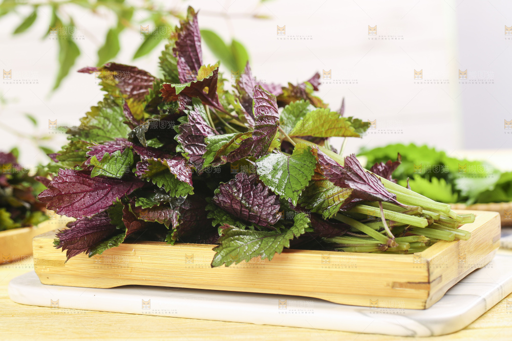 石板上的新鲜苏叶