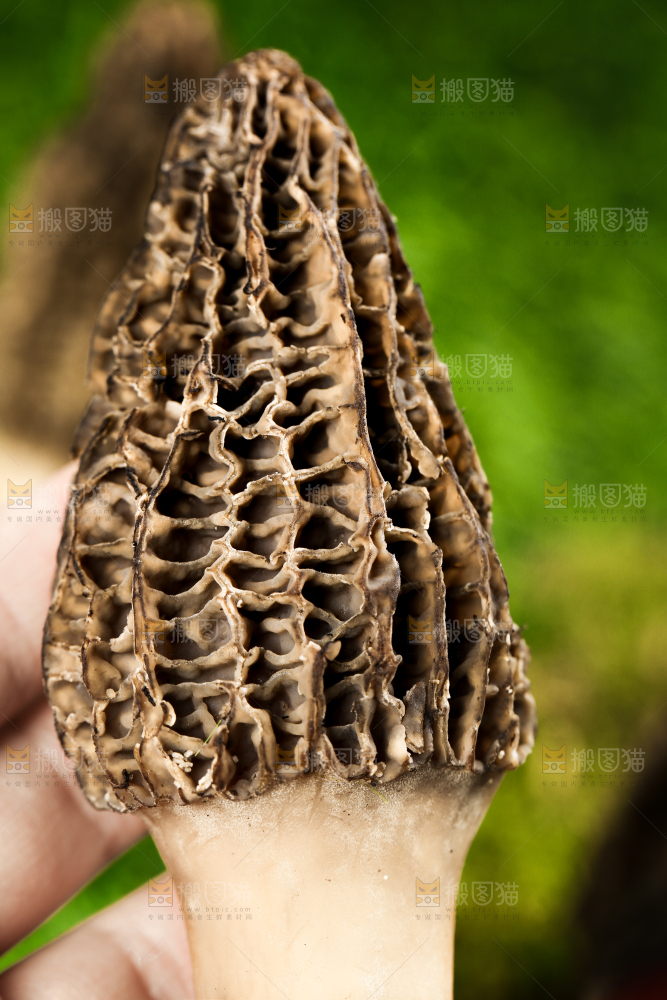 手拿羊肚菌