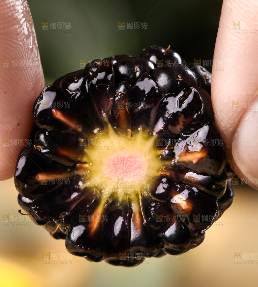 手拿黑树莓