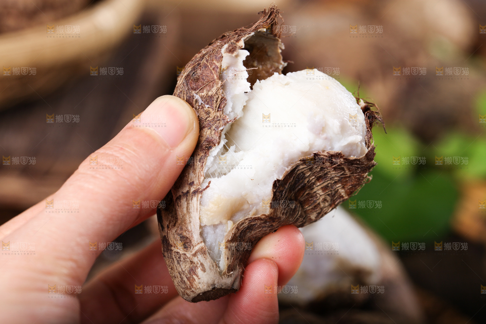 手里拿着新鲜小芋头
