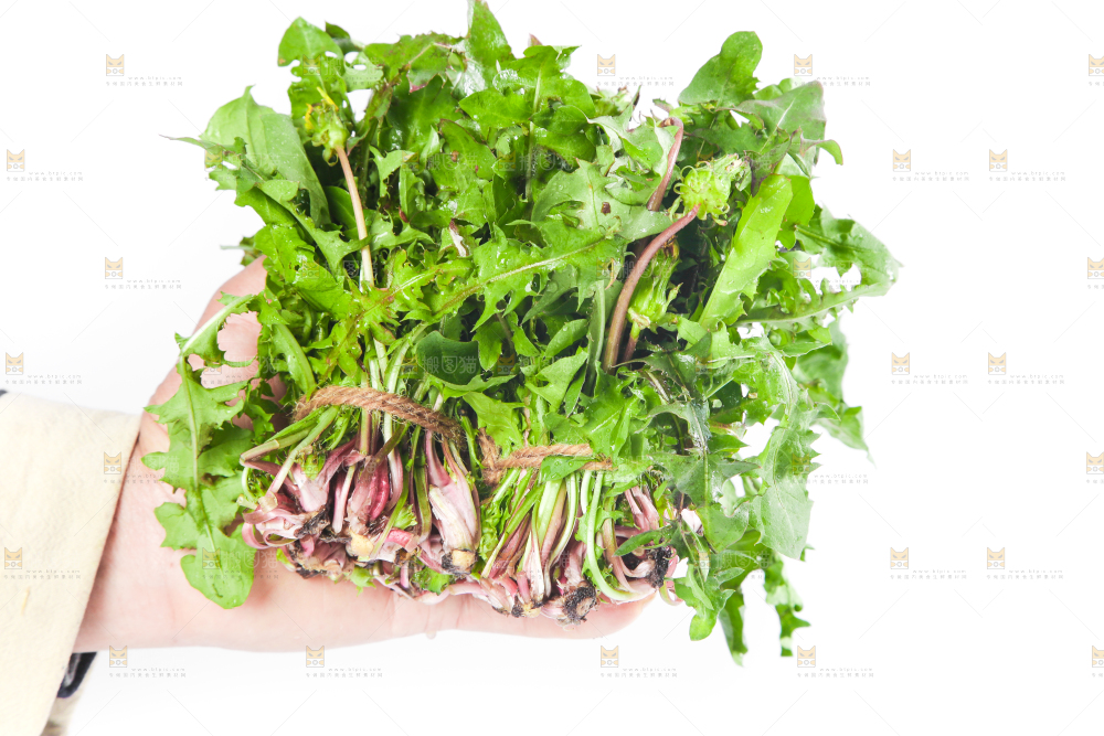 手拿黄花地丁