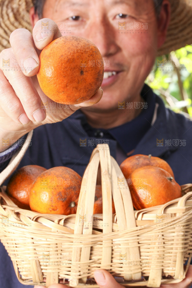 手拿新鲜乌柑